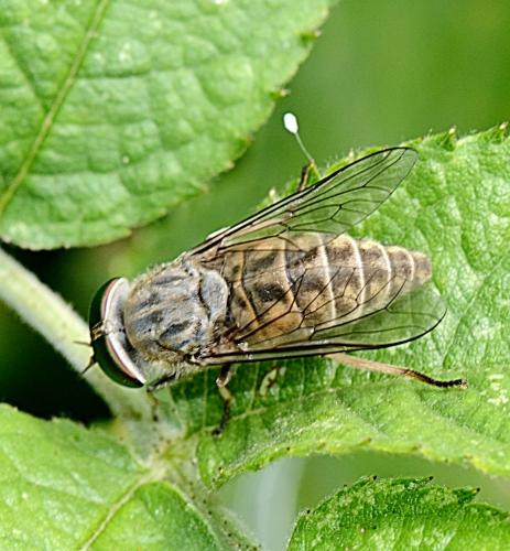 Réf. 264 105 : Tabanus bromius